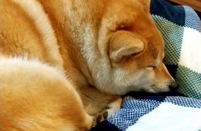 柴犬も寒がり？柴犬アコちゃん観察日記